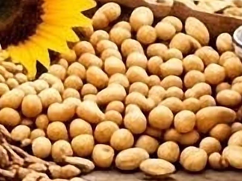 Soybean