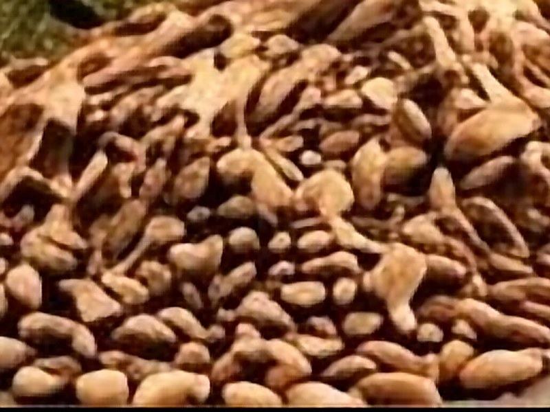 Sunflower Seeds