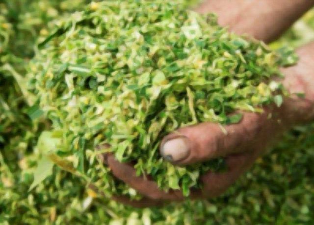 Harvested raw