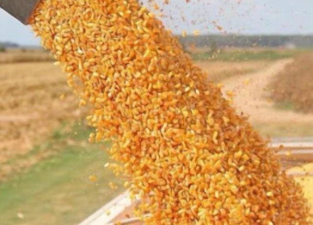 Yellow corn harvest