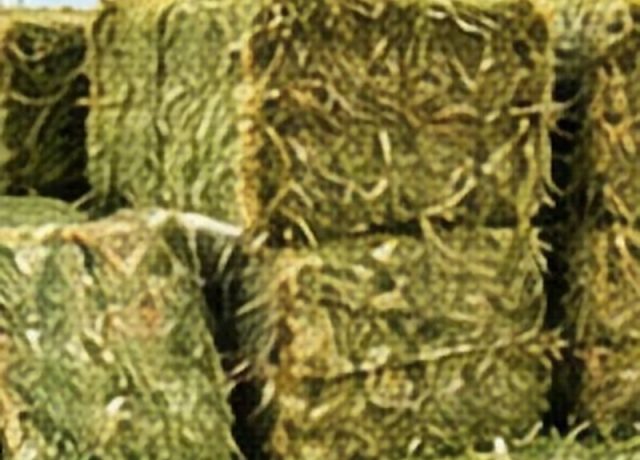 Alfalfa Hay Alfalfa