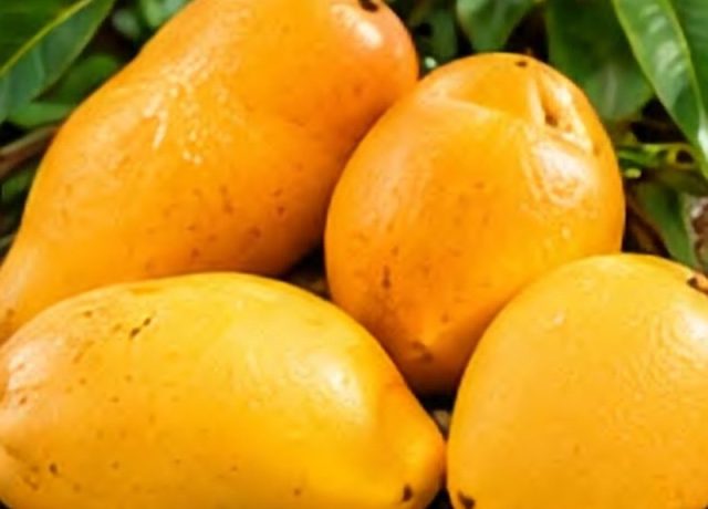 Alphonso Mango