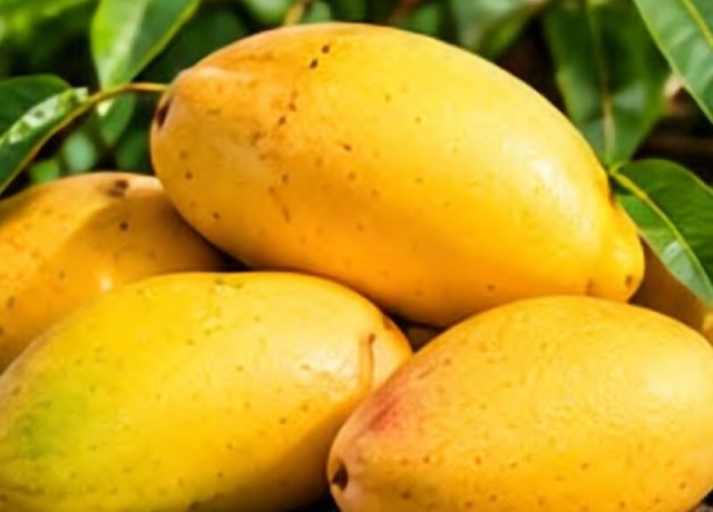 Chaunsa Mango