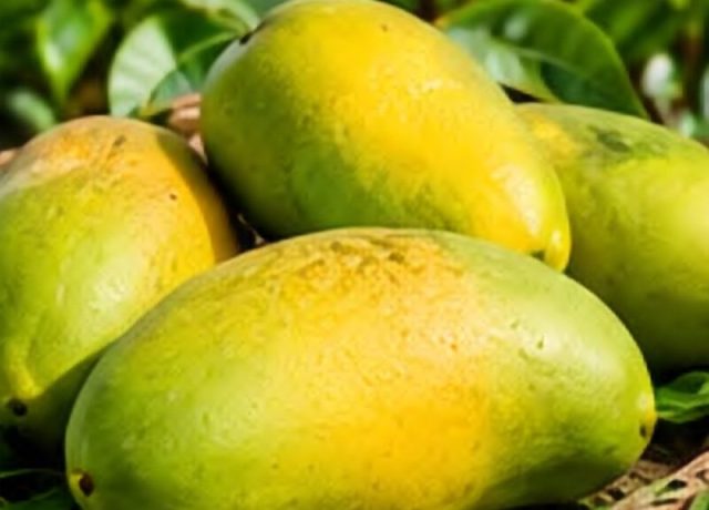 Langra Mango