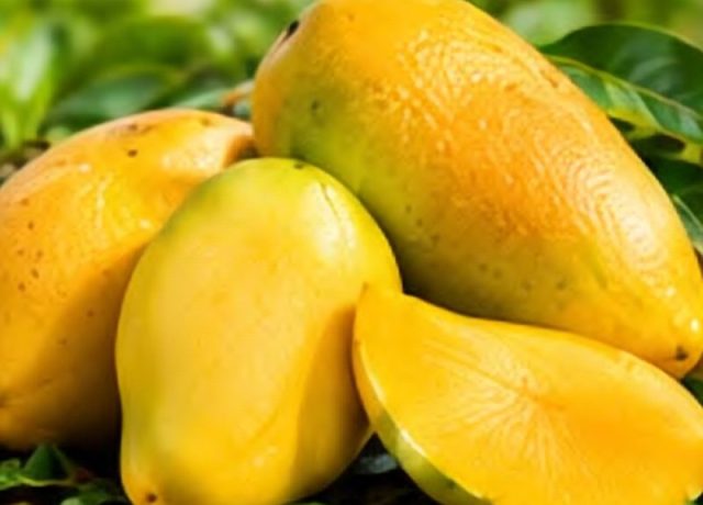 Sindhri Mango