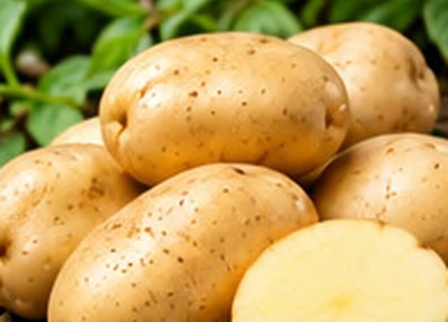 Constance Potato