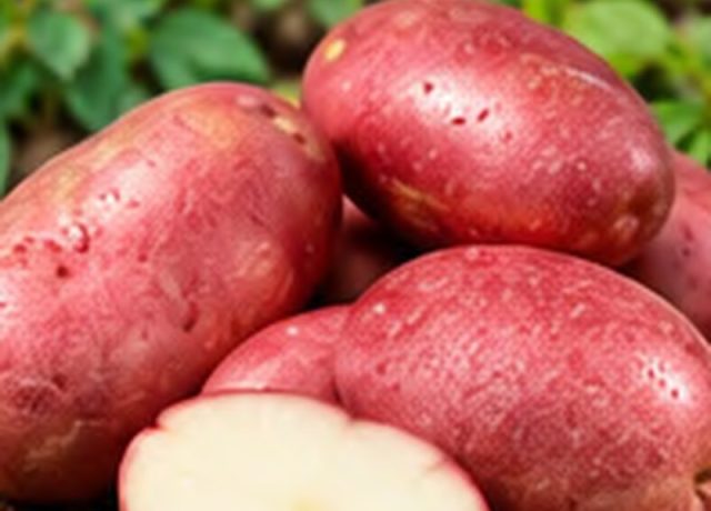 Esmee Potato