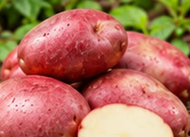 Kuroda Potato